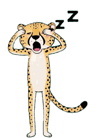 チーター 17